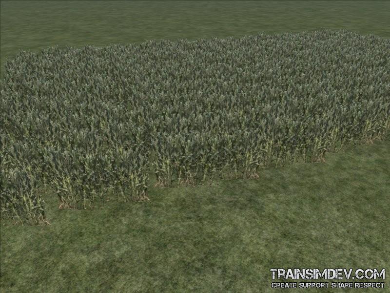 FP Field Corn 02 (SAD)