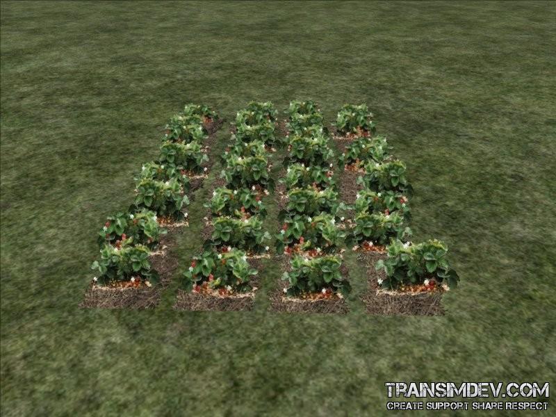FP Field Strawberry 02 (SAD)