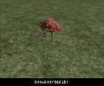 FP Flower Rose Bush (SAD)