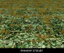 FP KUJU Brambles (Flora)