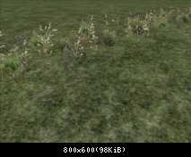 FP Grass 1b Loft (JN)