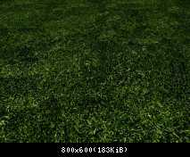 FP ACORN Very Dark Grass 1 (No Flora)