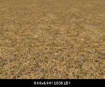 FP ACORN Very Dry Grass (No Flora)