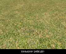 FP ACORN Dry Grass 1 (No Flora)