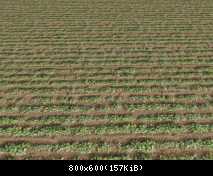 FP ACORN Crop Rows 1 (No Flora)
