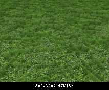 FP ACORN Green Wheat 1 (Flora)