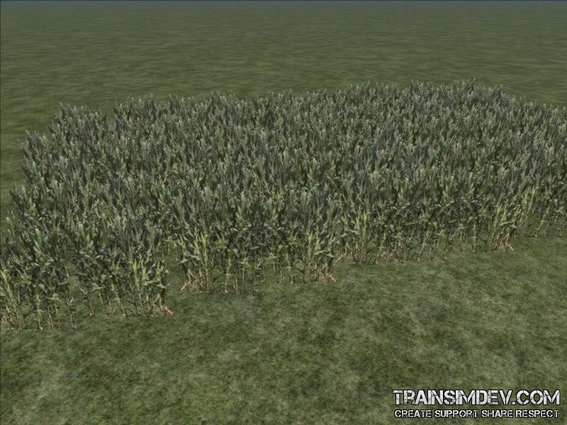 FP Field Corn 01 (SAD)