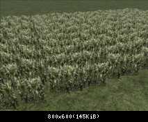 FP Field Corn 03 (SAD)